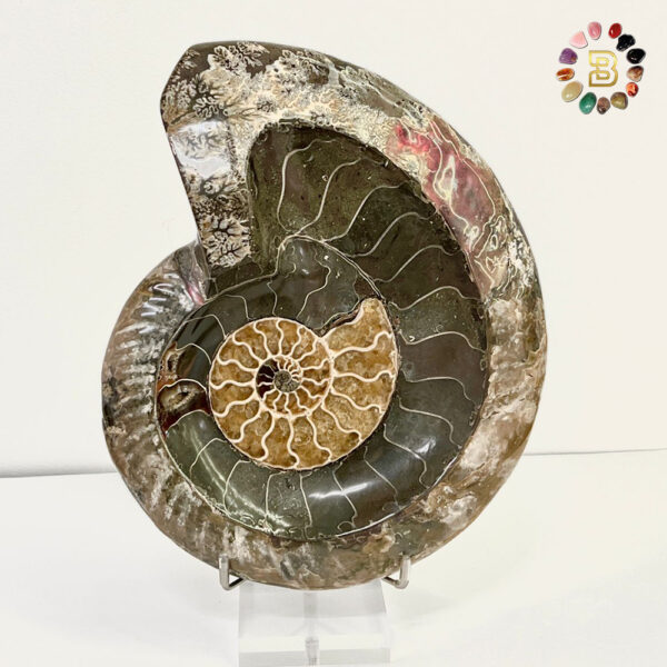 Ammonite Shell(1.612g)