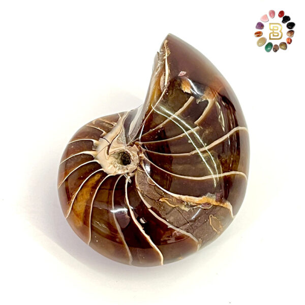 Ammonite Shell(272g)