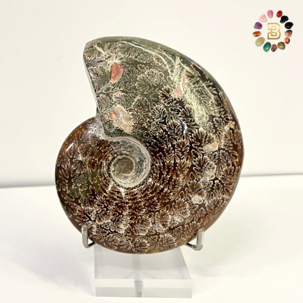 Ammonite Shell(656.20g)