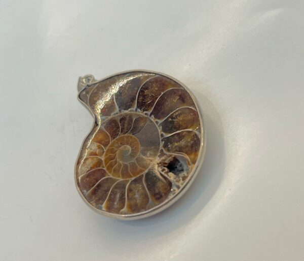 Ammonite Shell Pendant