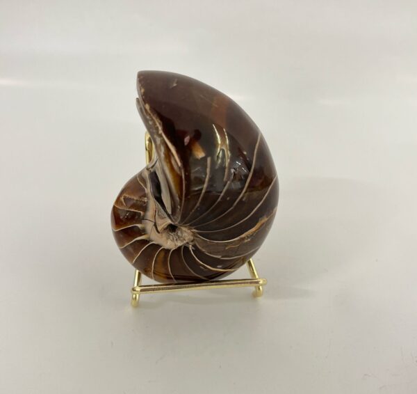 Ammonite Shell(272g)