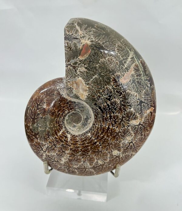 Ammonite Shell(656.20g)
