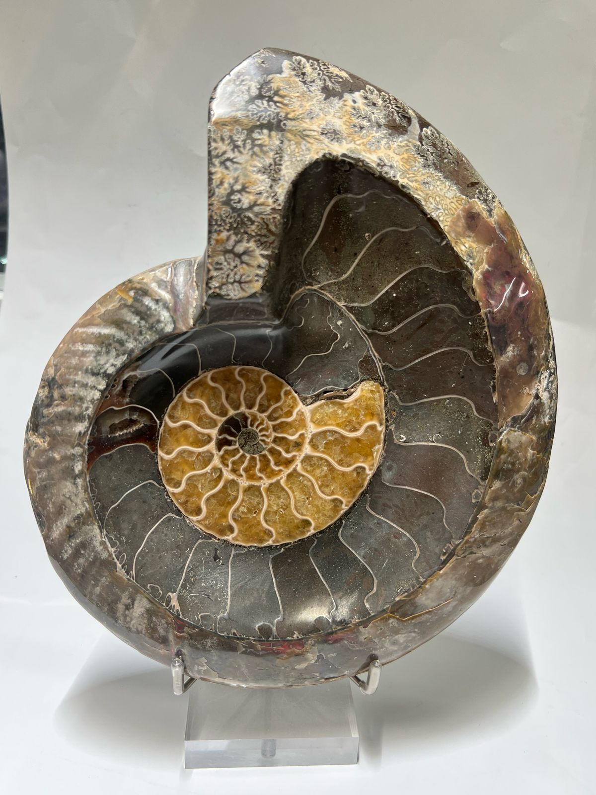 Ammonite