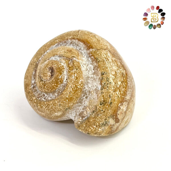 Fossilized Shell (260.50g)